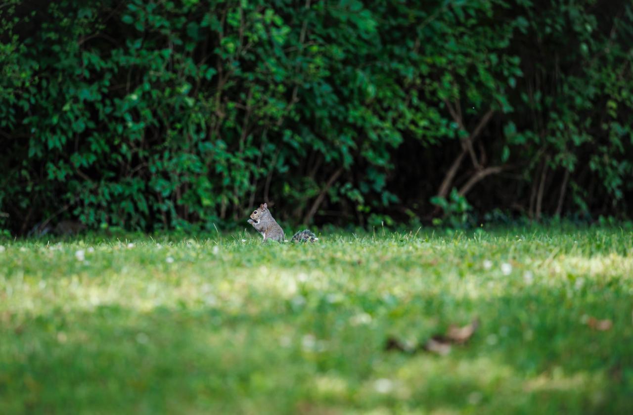 Una ardilla, en los jardines de Baylor School.